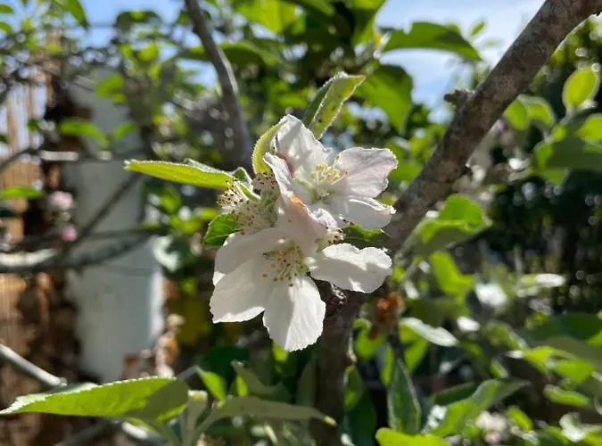 Appartamento No Ceu - A Fully Private Flat In The Sky With Ocean View *